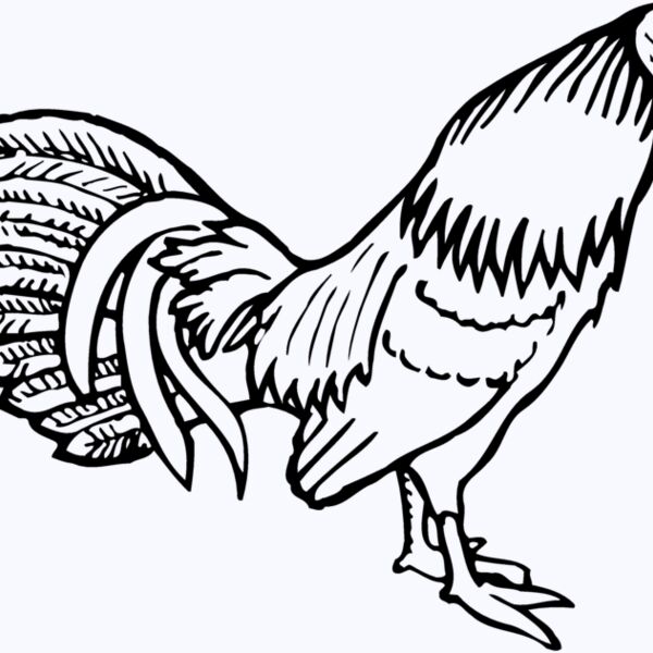 CHICK001 Thumbnail