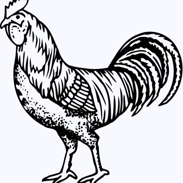 CHICK002 Thumbnail