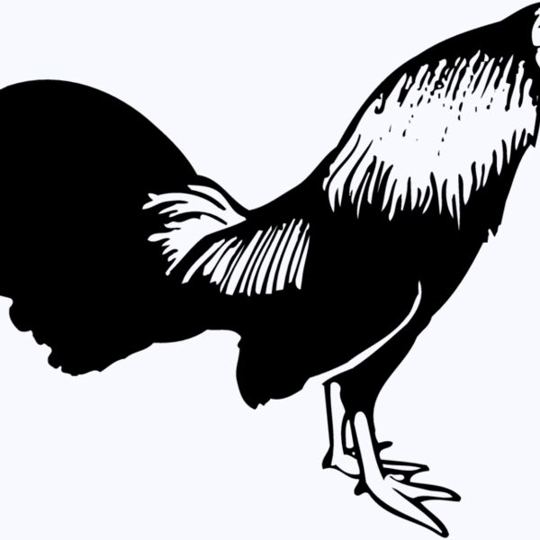 CHICK006 Thumbnail
