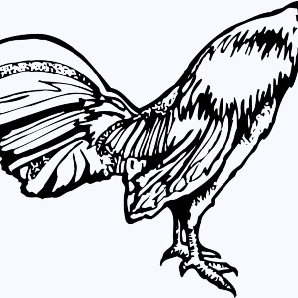 CHICK011 Thumbnail
