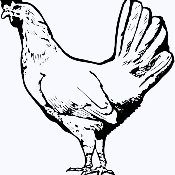 CHICK012 Thumbnail