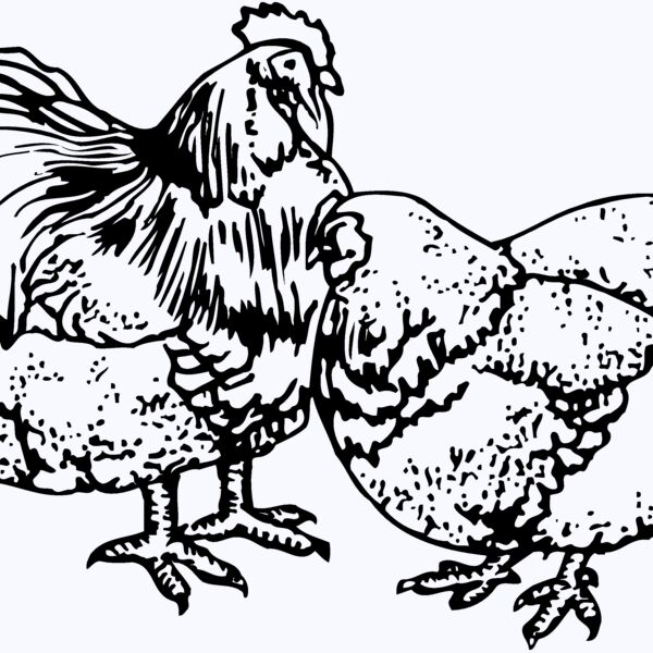 CHICK018 Thumbnail