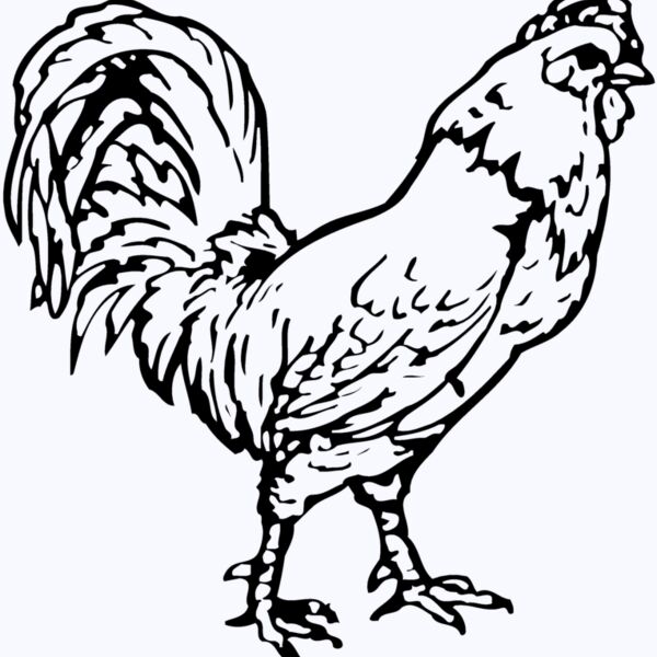 CHICK019 Thumbnail