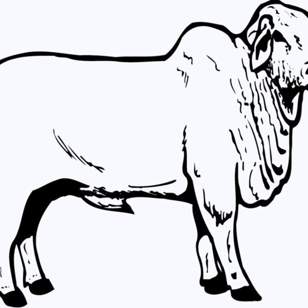 COW019 Thumbnail