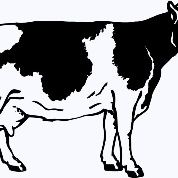 COW024 Thumbnail