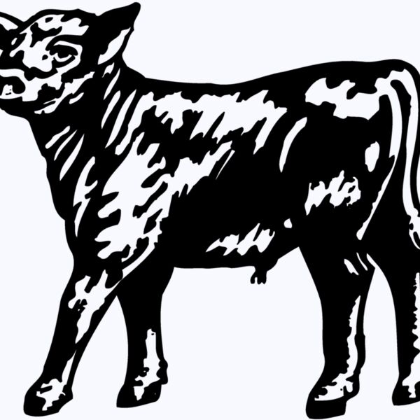 COW025 Thumbnail