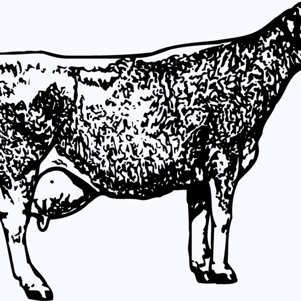 COW034 Thumbnail