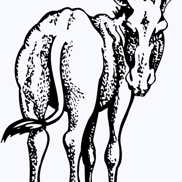 BURRO003 Thumbnail