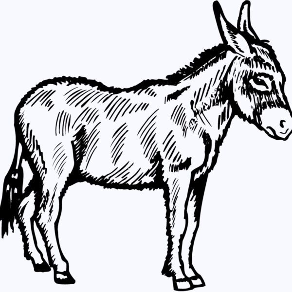 BURRO006 Thumbnail