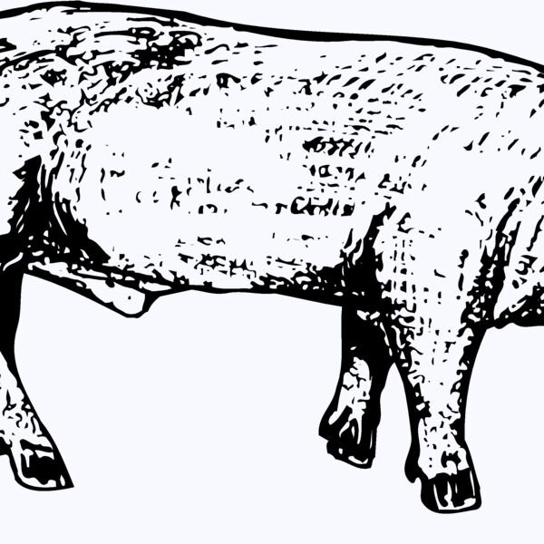 HOG0004 Thumbnail