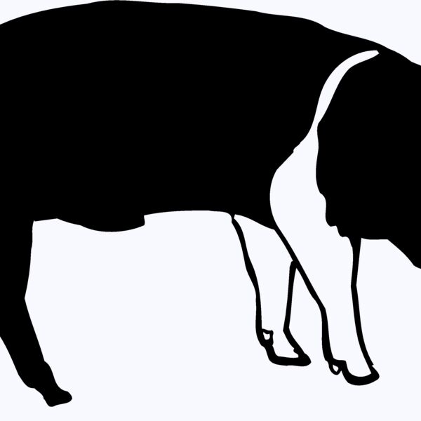 HOG0005 Thumbnail