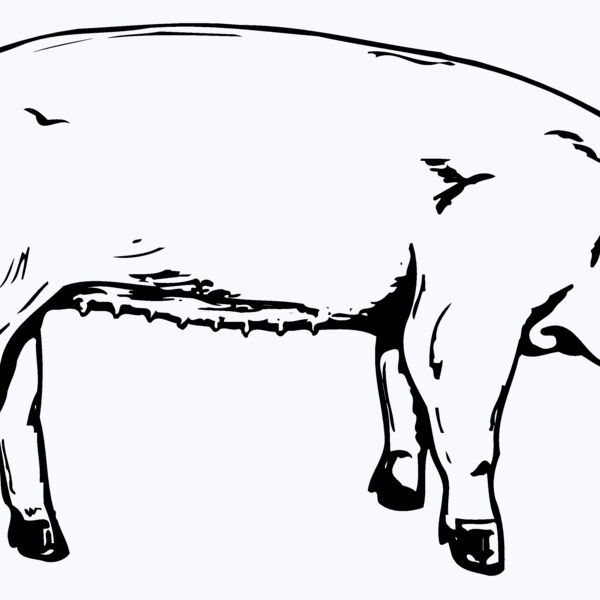 SOW0002 Thumbnail