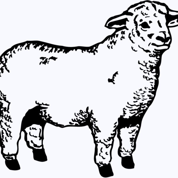 SHEEP003 Thumbnail