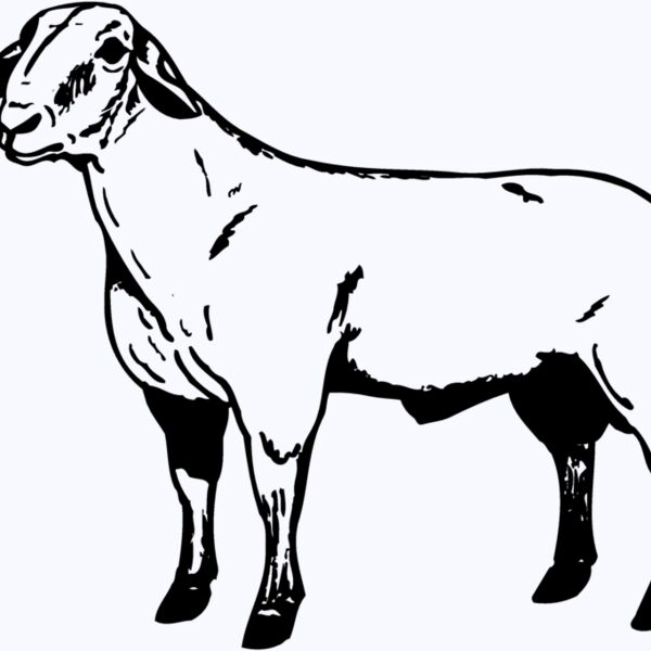 SHEEP008 Thumbnail