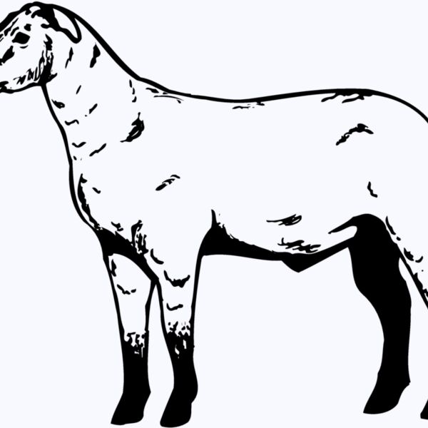 SHEEP009 Thumbnail