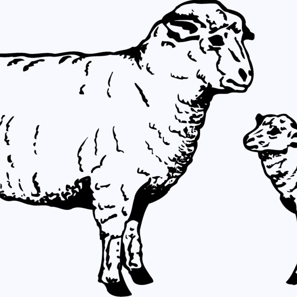 SHEEP010 Thumbnail