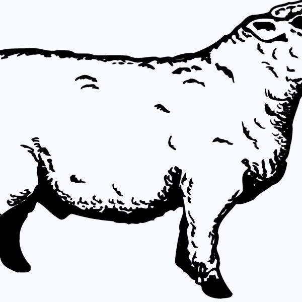 SHEEP011 Thumbnail