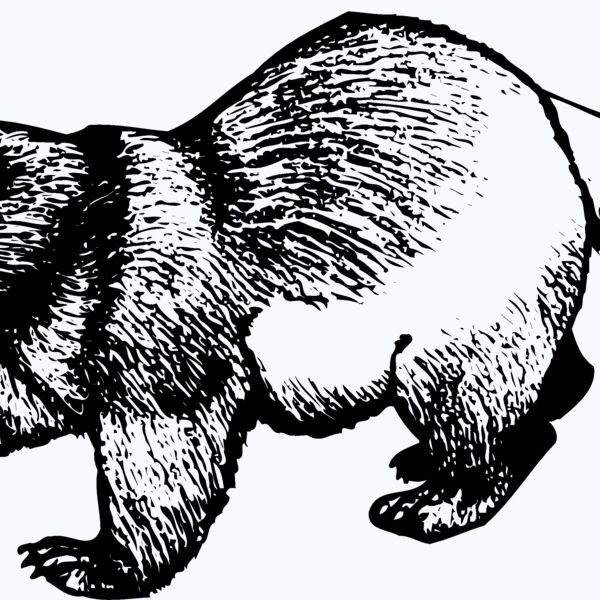 BADGER02 Thumbnail