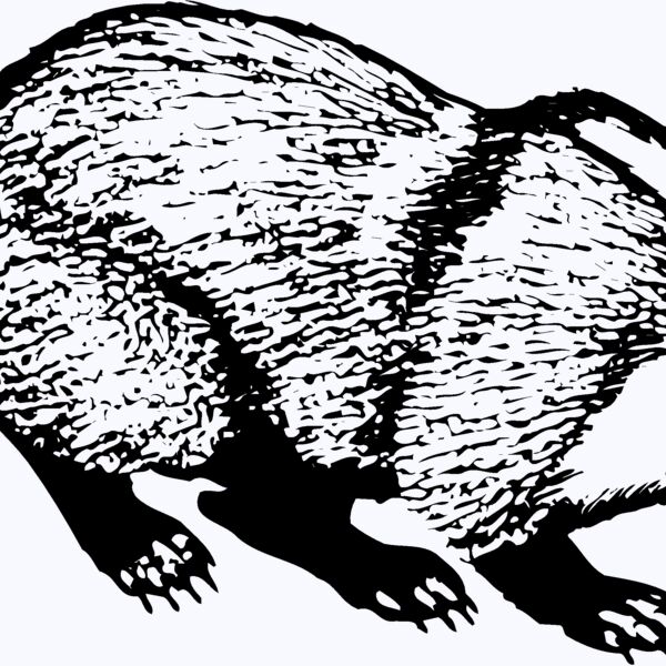 BADGER03 Thumbnail