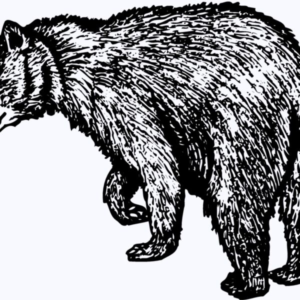 BEAR011 Thumbnail
