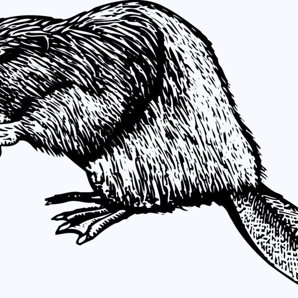 BEAVER01 Thumbnail