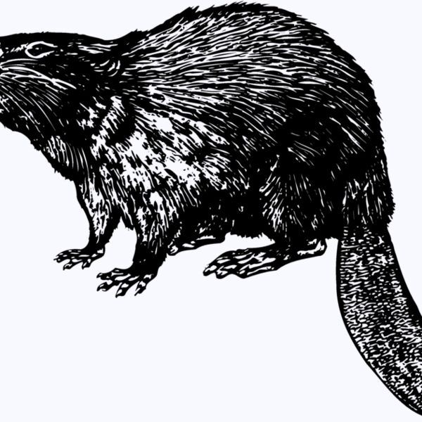 BEAVER02 Thumbnail