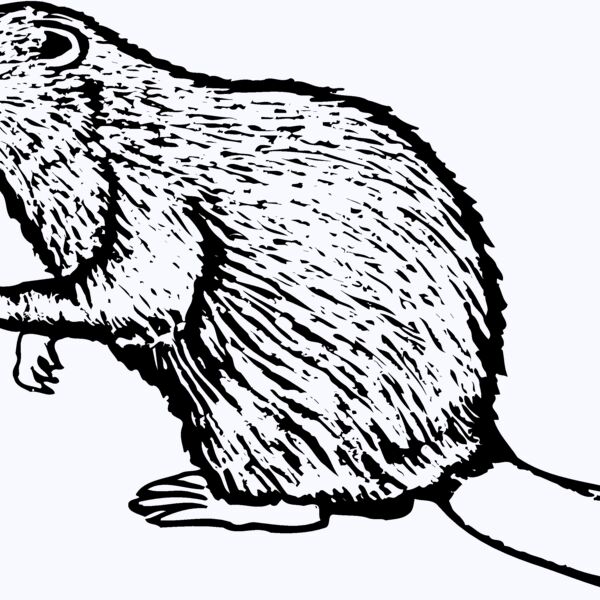 BEAVER03 Thumbnail