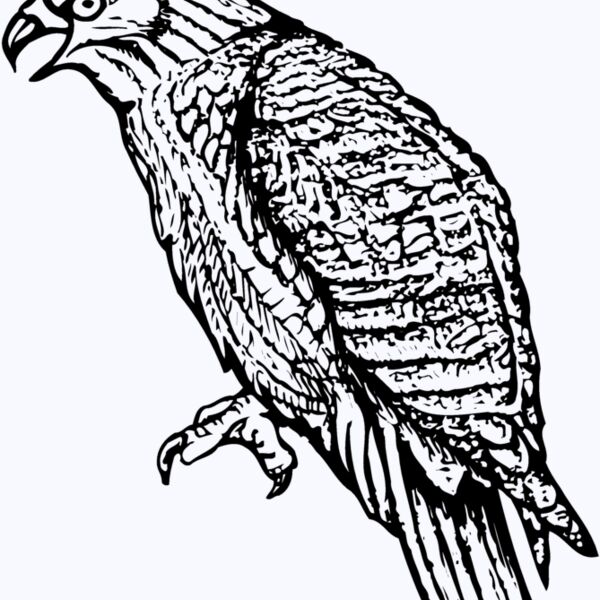 BIRD001 Thumbnail