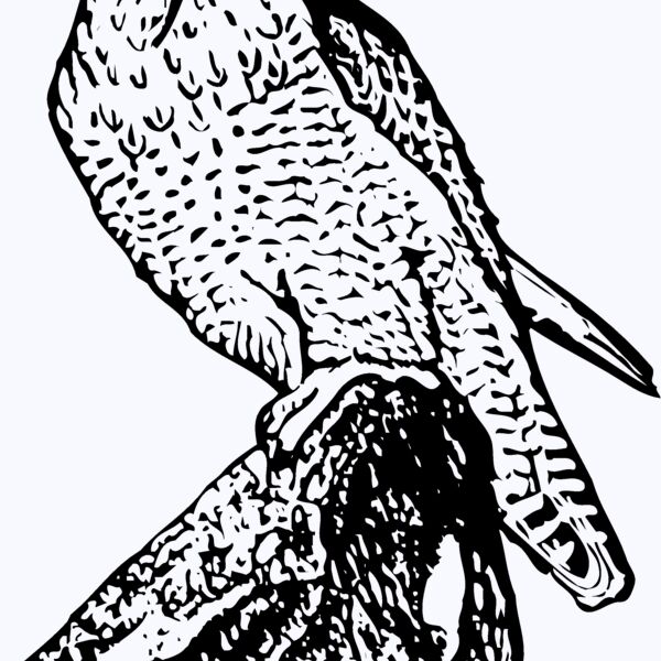 BIRD004 Thumbnail