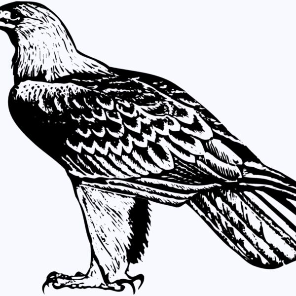 BIRD005 Thumbnail