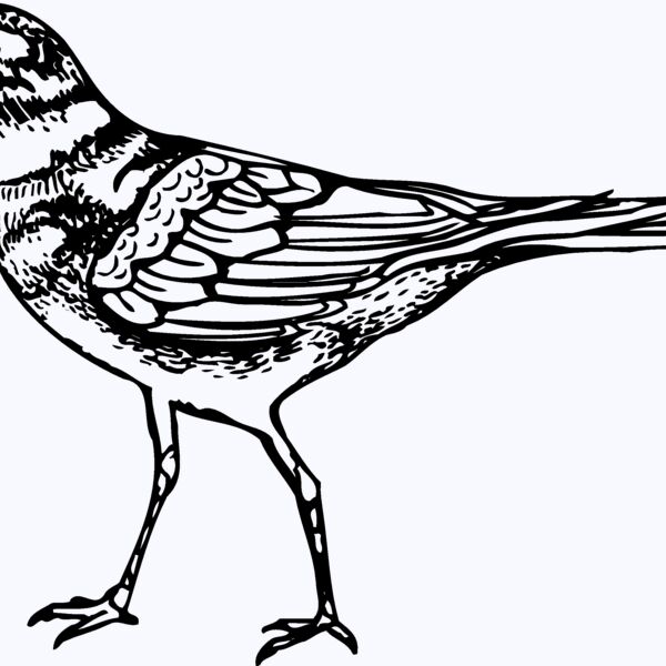 BIRD007 Thumbnail
