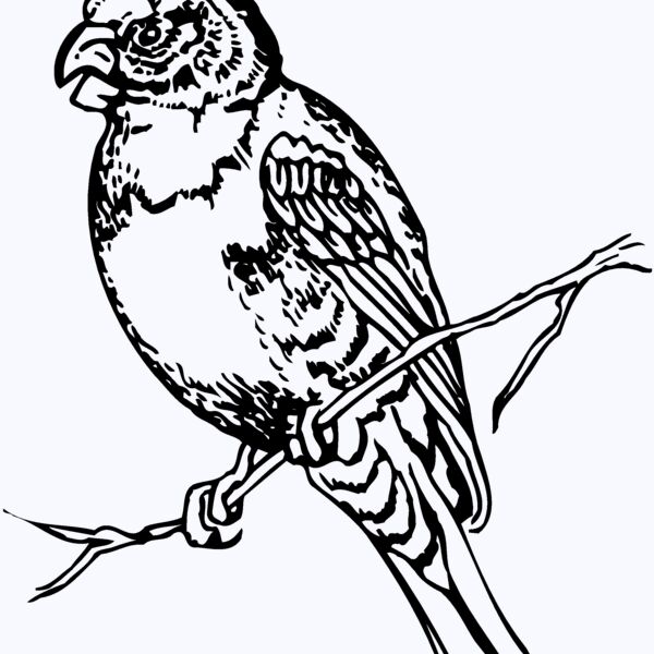 BIRD008 Thumbnail