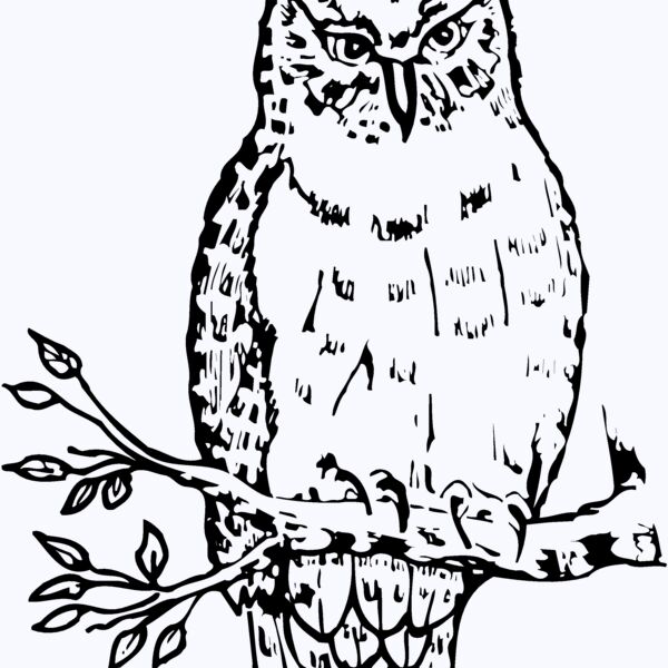 BIRD049 Thumbnail