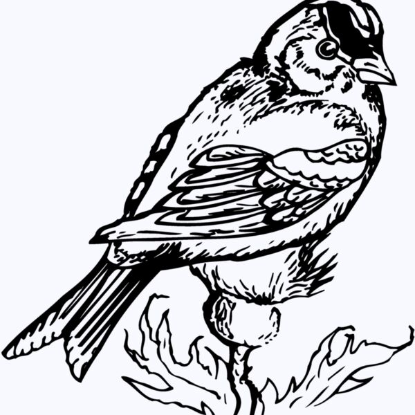 BIRD050 Thumbnail