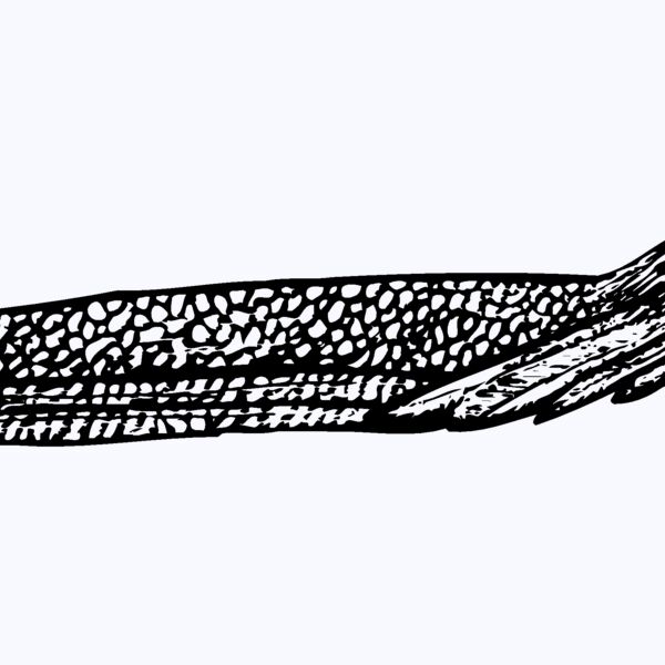 BIRD062 Thumbnail