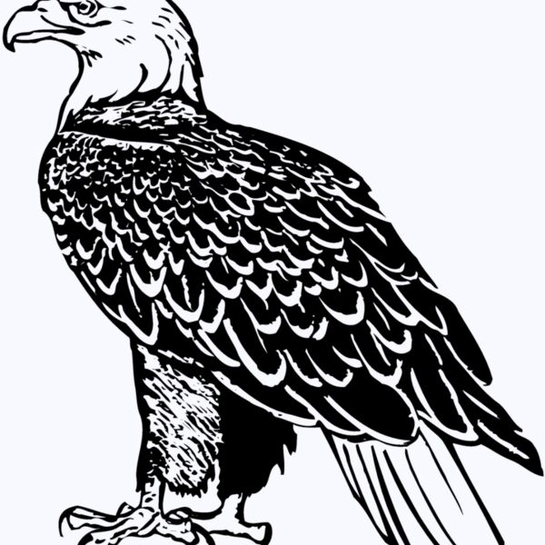 EAGLE017 Thumbnail