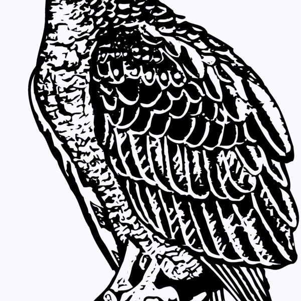 EAGLE019 Thumbnail