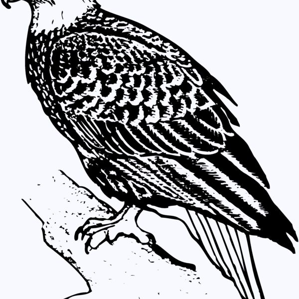 EAGLE021 Thumbnail
