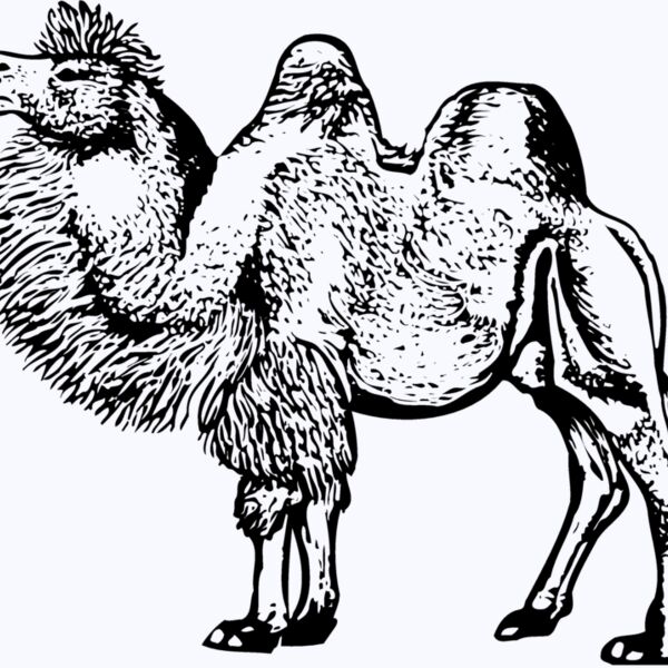 CAMEL003 Thumbnail