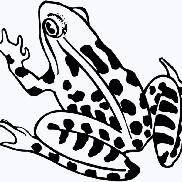 FROG01 Thumbnail