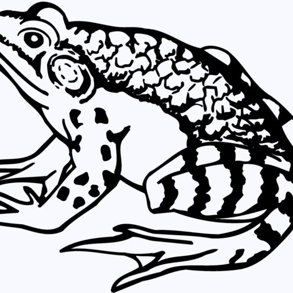 FROG03 Thumbnail