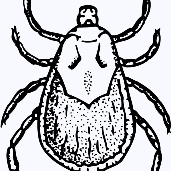 TICK Thumbnail