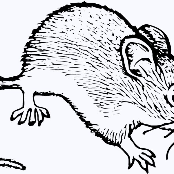MOUSE005 Thumbnail