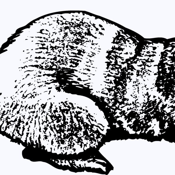 OTTER001 Thumbnail