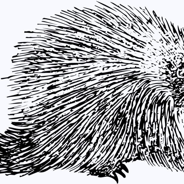 PORC002 Thumbnail