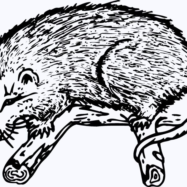 POSSUM01 Thumbnail