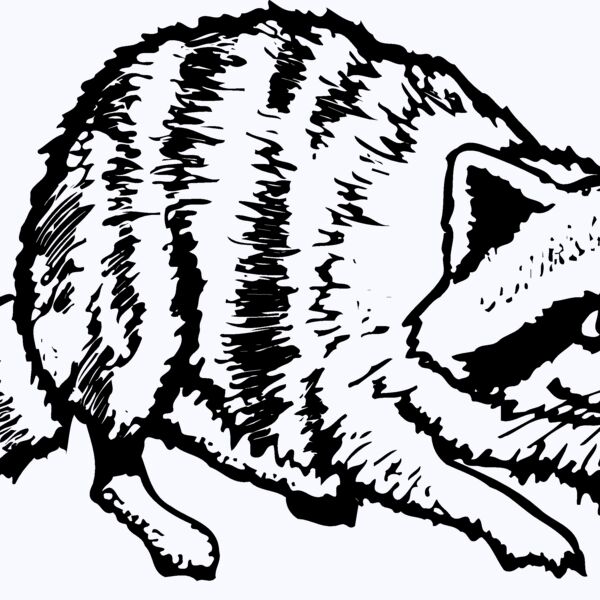 COON001 Thumbnail