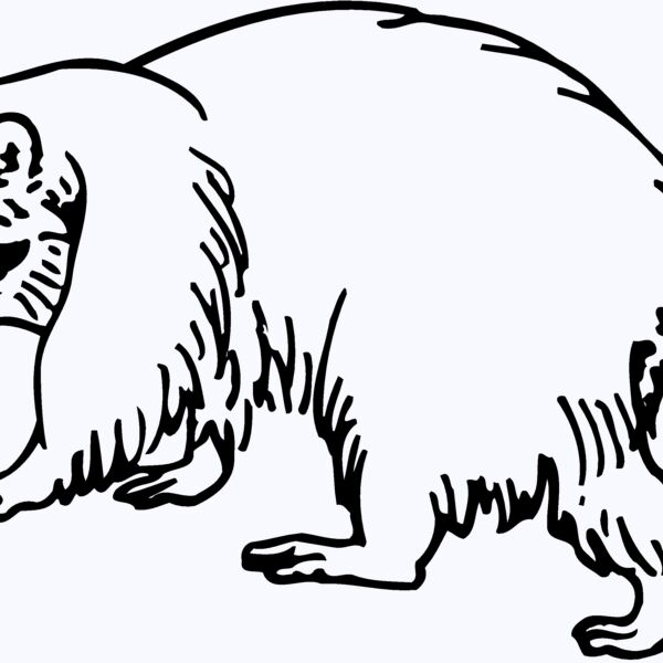 COON003 Thumbnail