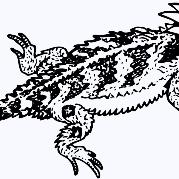 IGUANA01 Thumbnail