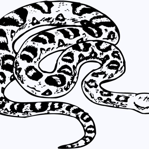 SNAKE001 Thumbnail